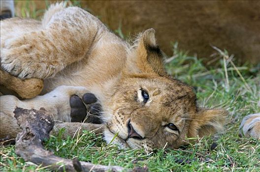 雌狮,狮子,幼兽,肖像,马赛马拉国家保护区,肯尼亚,东非