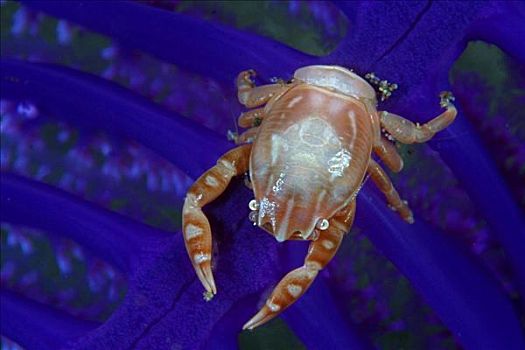 印度尼西亚,瓷蟹,蓝色背景,海鳃