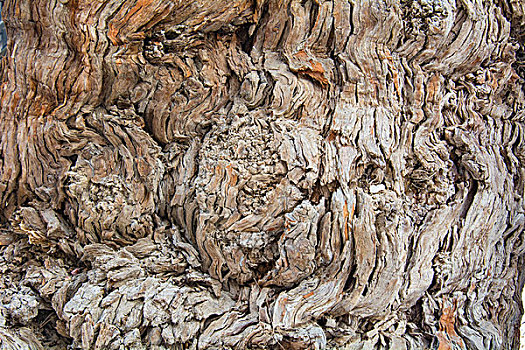 白雪皑皑里千年不倒的胡杨树
