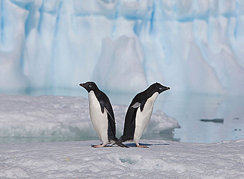 一对,阿德利企鹅,海冰,靠近,生物群,岛屿