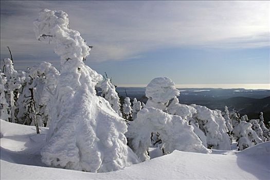 风景,积雪,针叶树,德国,国家公园,冬天,顶端,布罗肯,山,哈尔茨山,萨克森安哈尔特
