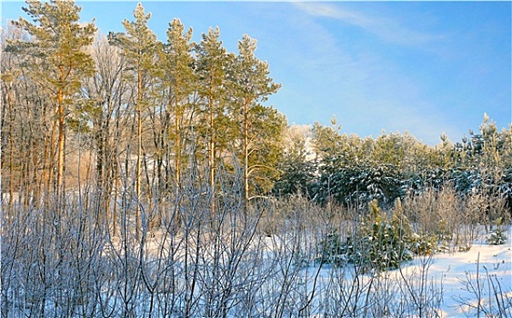 美景,冬日树林