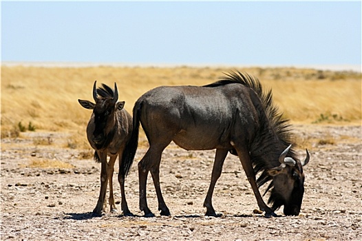 角马,国家公园,纳米比亚
