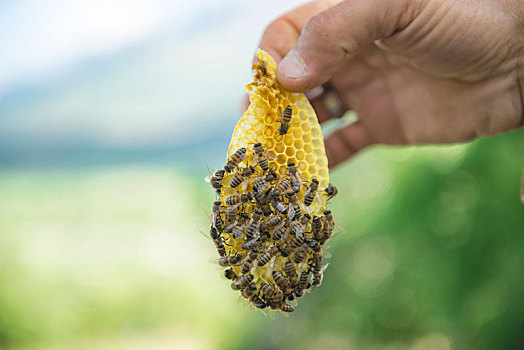 制作,自然,蜂蜜,未来,养蜂