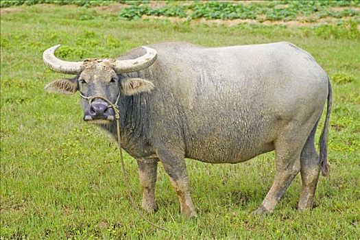 水牛,越南,亚洲