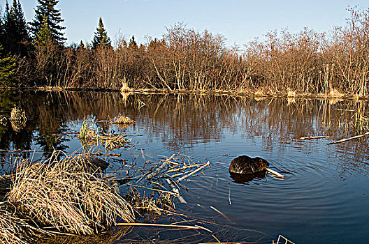 海狸,美洲河狸,边缘,白杨,枝条,安大略省,加拿大