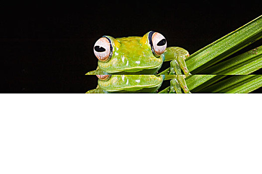 青蛙,马达加斯加