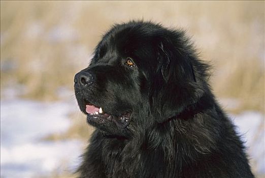 纽芬兰,狗,黑色,成年,肖像