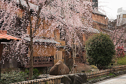 哭,日本,樱桃树,袛园