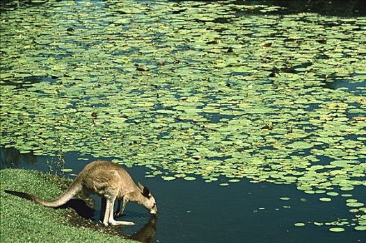 袋鼠,喝,水塘,澳大利亚