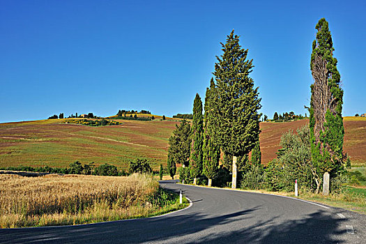 道路,柏树,皮恩扎,锡耶纳省,托斯卡纳,意大利
