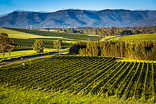 概述,葡萄园,葡萄酒的国家,附近的,魄可宾,猎人谷,新南威尔士,澳大利亚