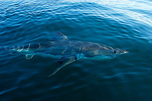 白色,鲨鱼,表面,福尔斯湾,南非