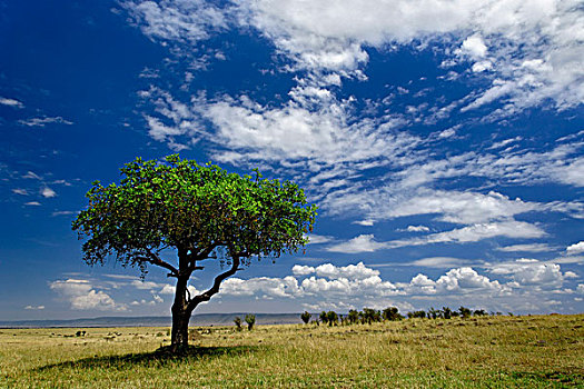 马塞马拉野生动物保护区,肯尼亚