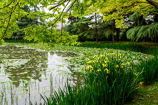 绿草池塘