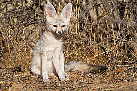 角狐,狐属,幼兽,雄性,坐,巢穴,警惕,卡拉哈迪大羚羊国家公园,北开普,南非,非洲