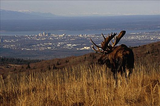 驼鹿,放牧,休息,山坡,高处,楚加奇州立公园,秋天