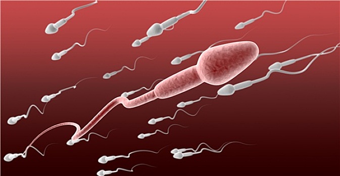 精子,细胞,女性