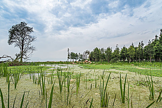 湿地