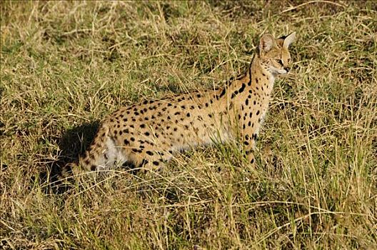 薮猫,恩戈罗恩戈罗火山口,恩格罗恩格罗,保护区,坦桑尼亚,非洲