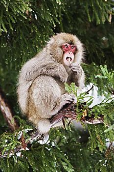 日本猕猴,树上,吃,细枝