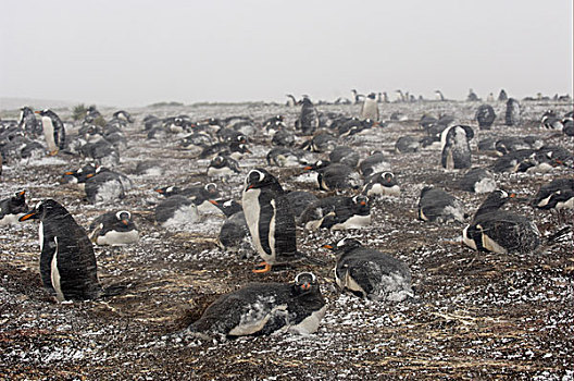 巴布亚企鹅,企鹅,成年,巢,暴风雪,福克兰群岛,南大西洋