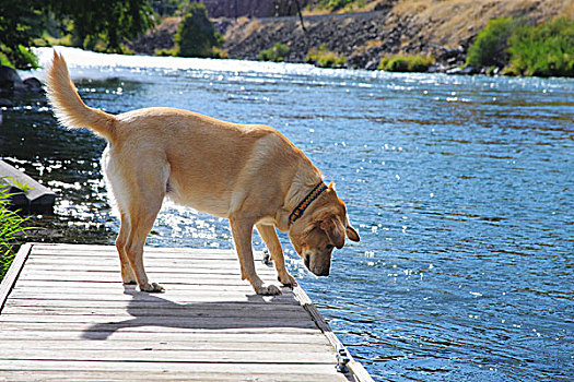 拉布拉多犬,狗,码头,俄勒冈,美国