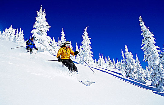滑雪,粉末,大,白鲑,蒙大拿