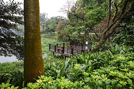 广州,白云仙馆,湿地公园,河道,水塘,植物,治理,树木,休闲,公园