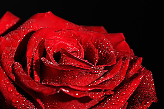 红玫瑰,粉色,遮盖,露珠