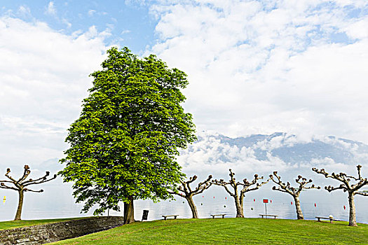 栗子,悬铃木,马焦雷湖,春天,提契诺河,瑞士,阿尔卑斯山