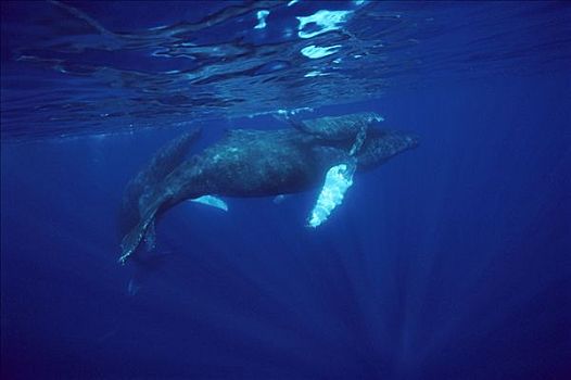驼背鲸,大翅鲸属,鲸鱼,游泳,夏威夷