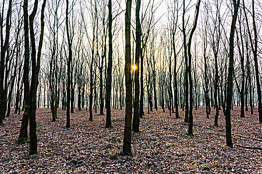 橡树,冬天,日出,黑森州,德国