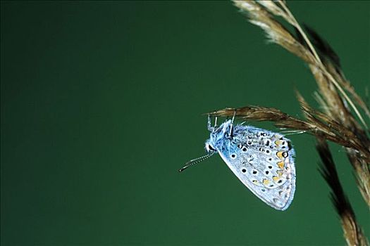 普通,蓝色,蓝灰蝶,蝴蝶
