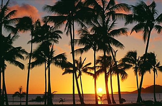 夏威夷,瓦胡岛,湾,高,棕榈树,金色,日落,上方,海洋