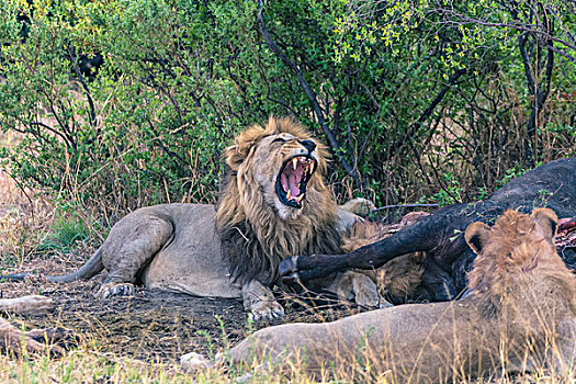 博茨瓦纳,乔贝国家公园,萨维提,雄性,狮子,哈欠,自豪,吃,南非水牛