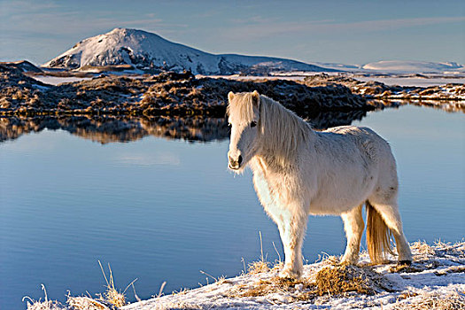 冰岛,马,正面,冬天,米湖,北方,欧洲