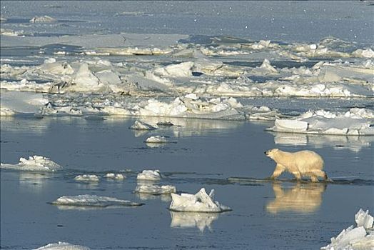 北极熊,走,海冰,哈得逊湾,丘吉尔市,曼尼托巴,加拿大
