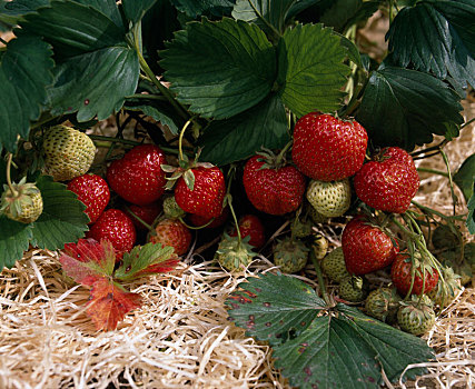 成熟,不熟,草莓,草莓属