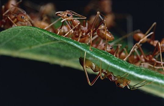 绿色,树,蚂蚁,群,叶子,跳蛛,隐藏,下面,斯里兰卡