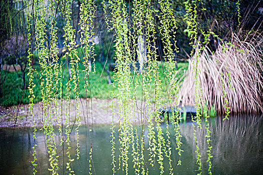 春天,柳树抽芽,池塘