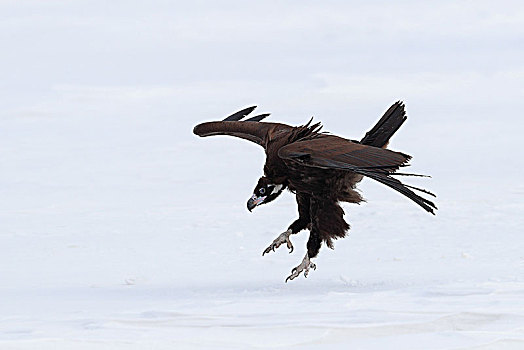 雪地中站立的秃鹫