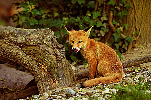 年轻,红狐,狐属,巴塞尔,瑞士,欧洲