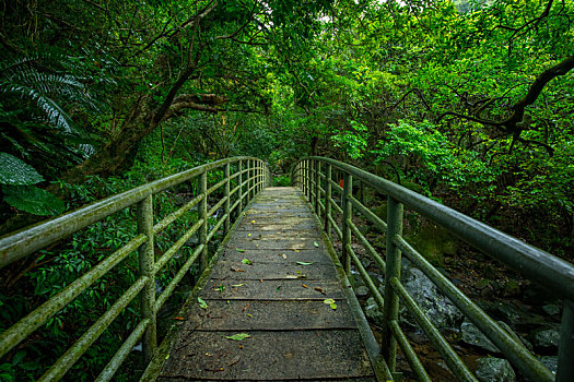 翠绿的森林步道,溪谷上的拱桥