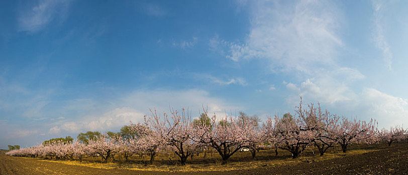 春天果园盛开的杏花