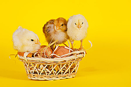 小,幼仔,鸡,彩色,复活节彩蛋