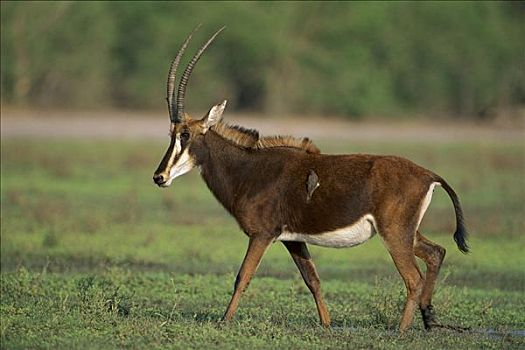 羚羊,走,莫雷米禁猎区,奥卡万戈三角洲,博茨瓦纳