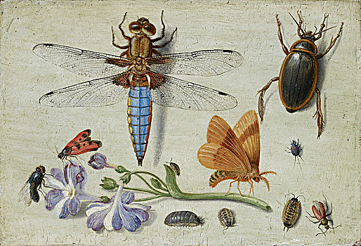 甲虫,昆虫,嫩枝,报春花,早,艺术家