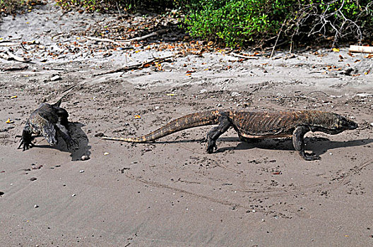 科莫多巨蜥,科摩多龙,林卡岛,科莫多国家公园,印度尼西亚,东南亚