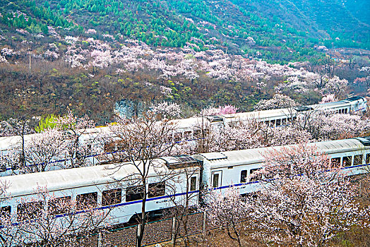 花海列车